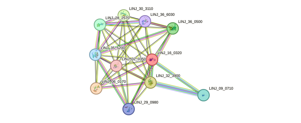 STRING protein interaction network