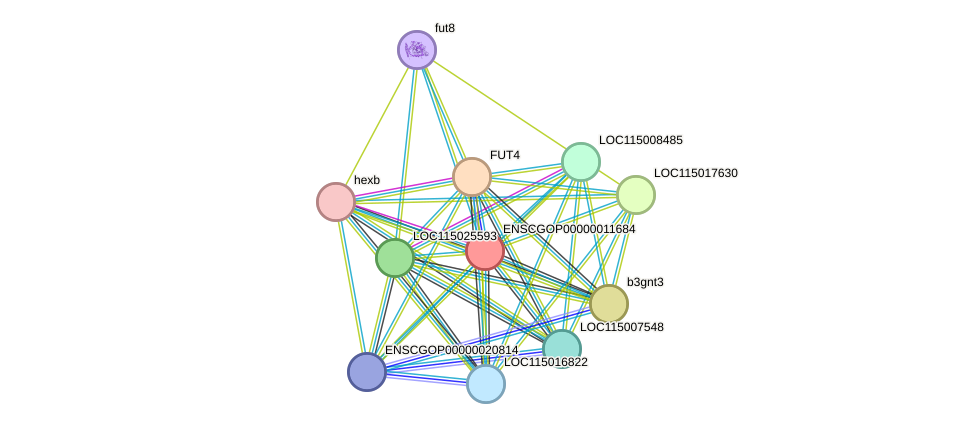 STRING protein interaction network