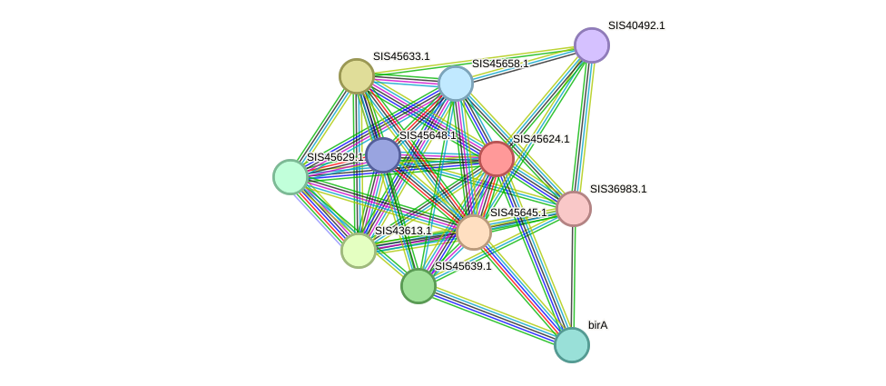 STRING protein interaction network