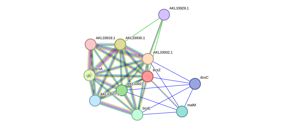 STRING protein interaction network