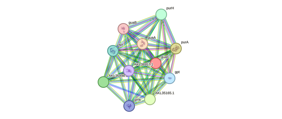 STRING protein interaction network