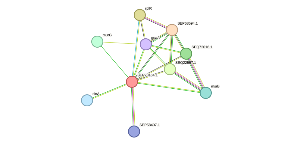 STRING protein interaction network