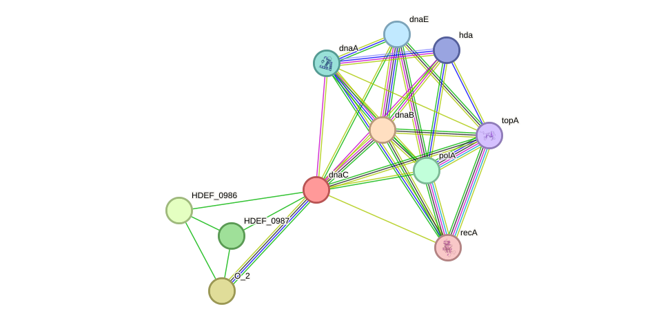 STRING protein interaction network