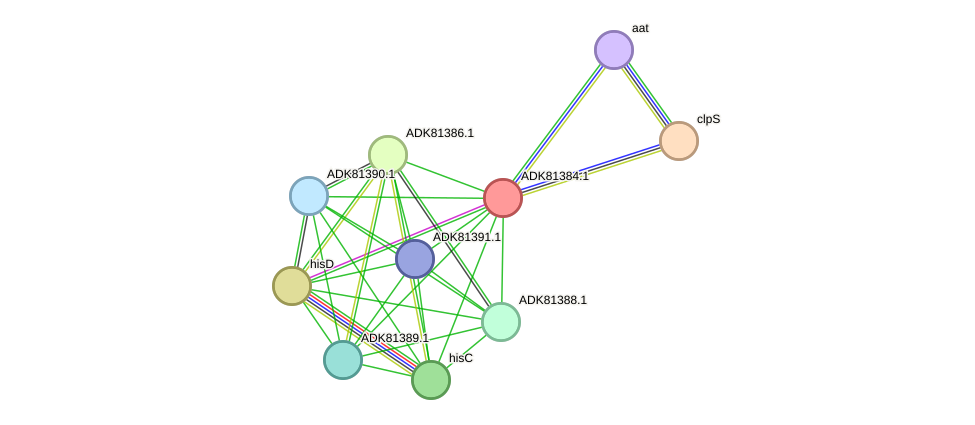 STRING protein interaction network