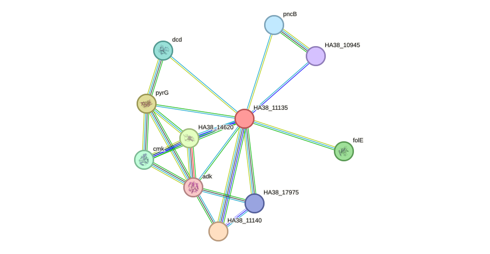 STRING protein interaction network