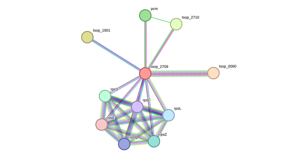 STRING protein interaction network