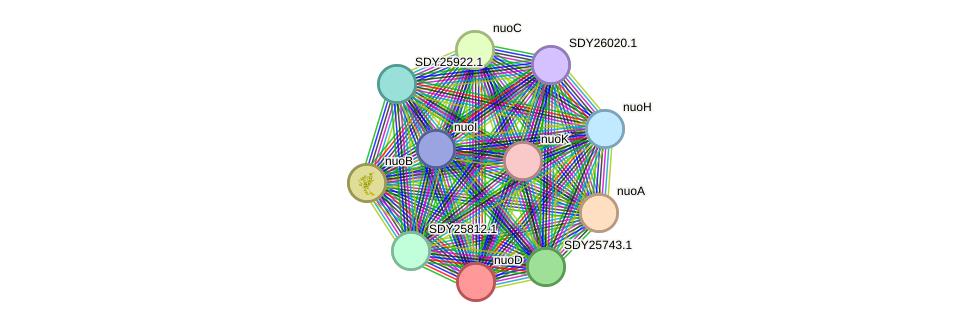 STRING protein interaction network