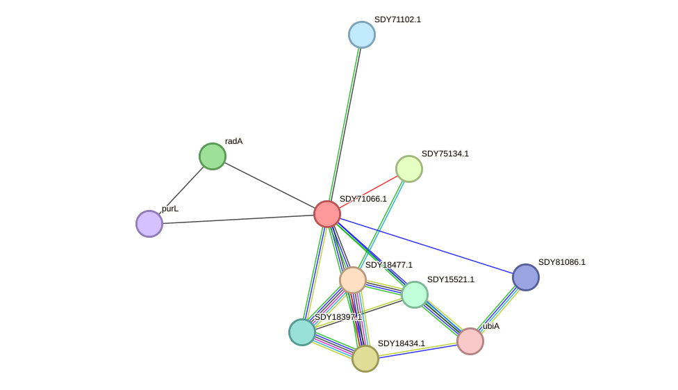 STRING protein interaction network