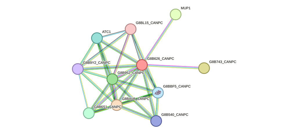 STRING protein interaction network