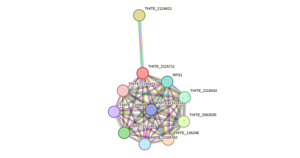 STRING protein interaction network