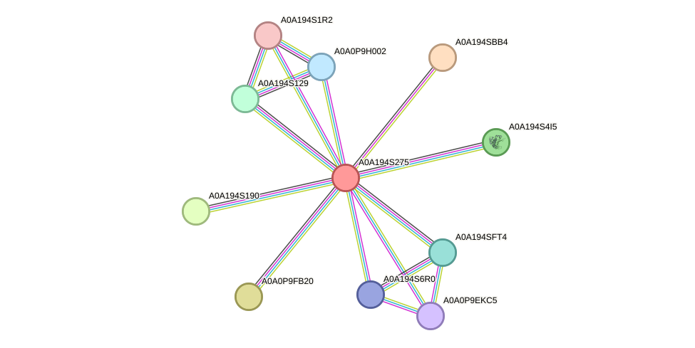 STRING protein interaction network