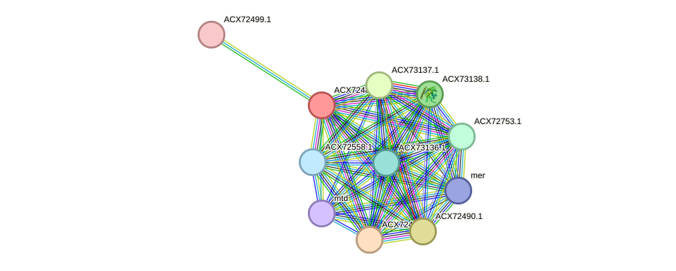 STRING protein interaction network