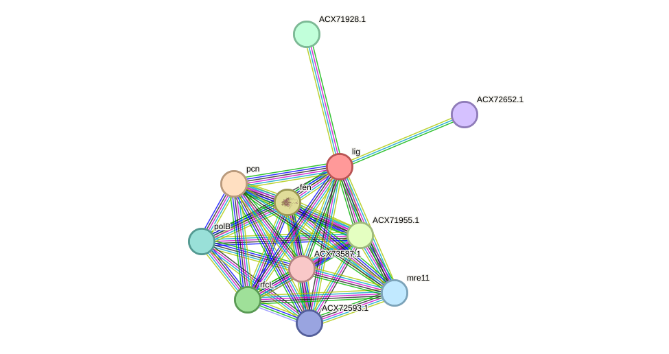 STRING protein interaction network