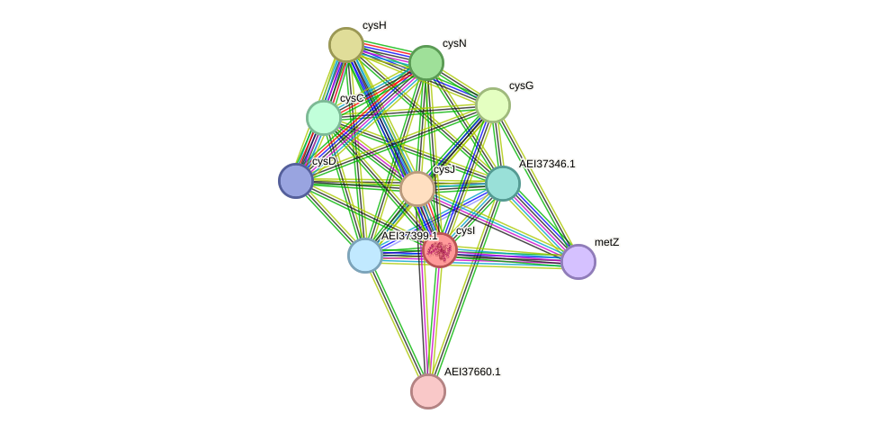 STRING protein interaction network