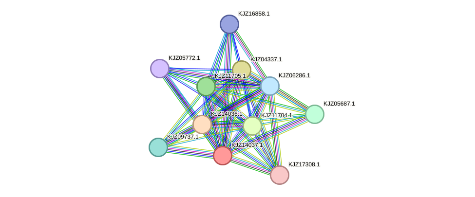 STRING protein interaction network