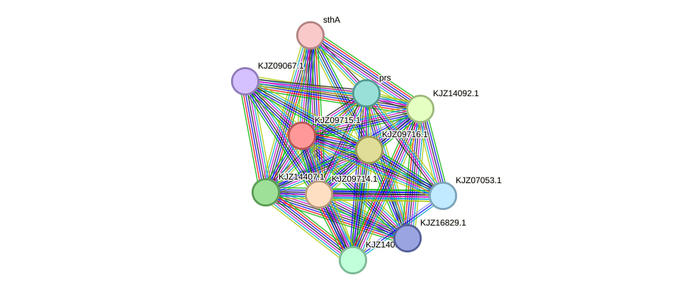 STRING protein interaction network