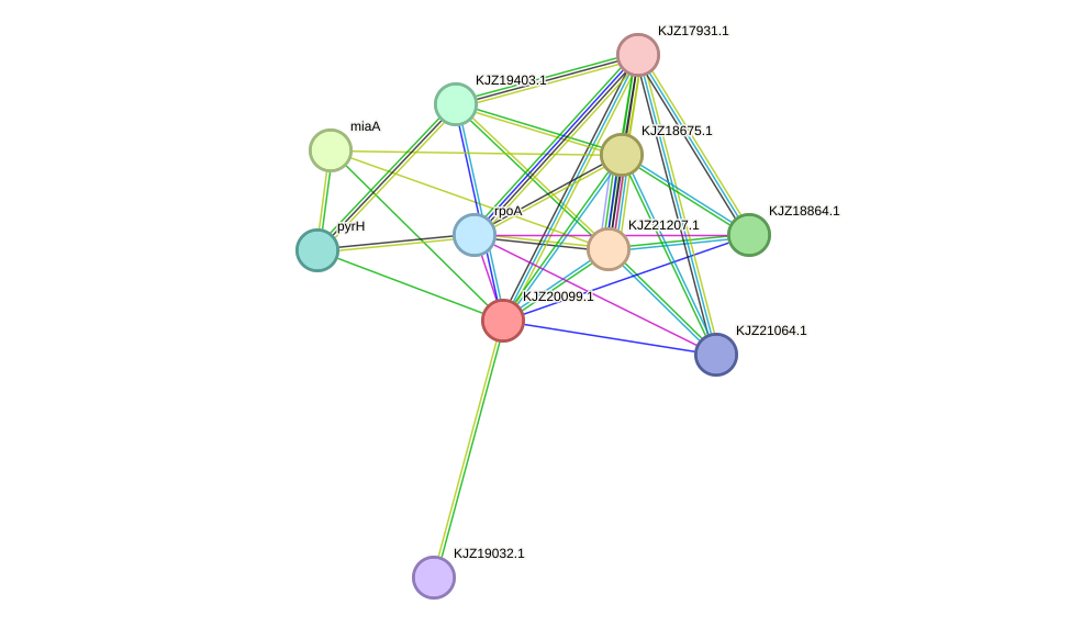 STRING protein interaction network