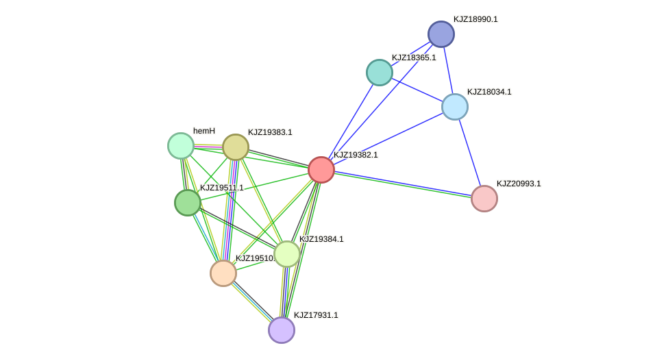 STRING protein interaction network