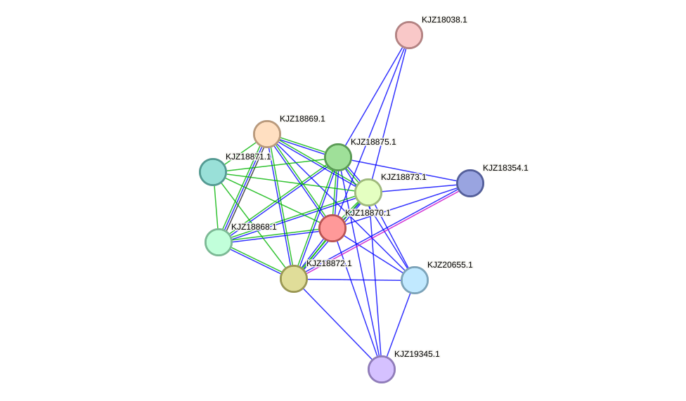 STRING protein interaction network