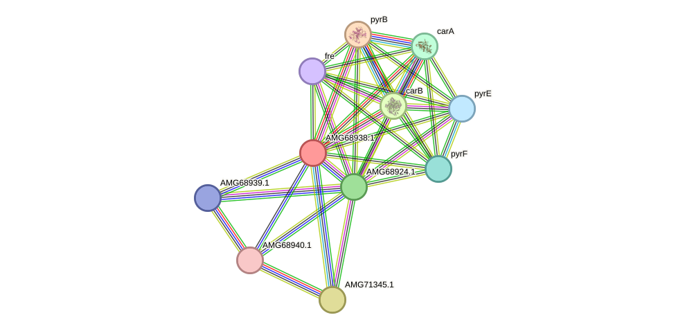 STRING protein interaction network