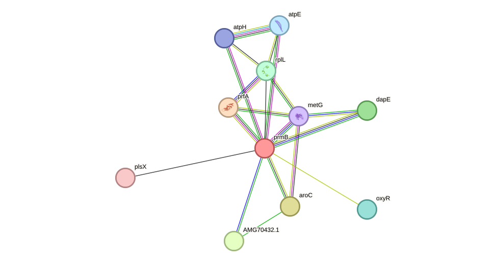 STRING protein interaction network