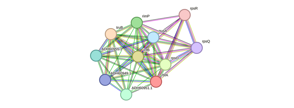 STRING protein interaction network
