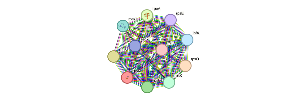 STRING protein interaction network