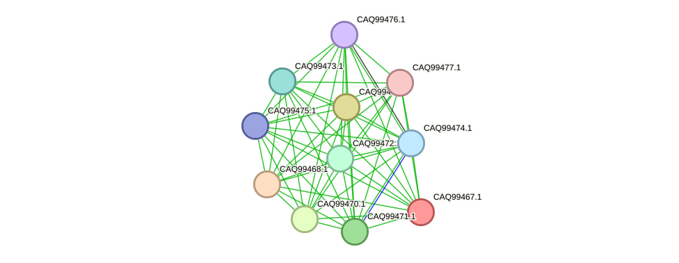 STRING protein interaction network