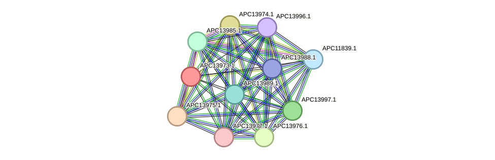 STRING protein interaction network