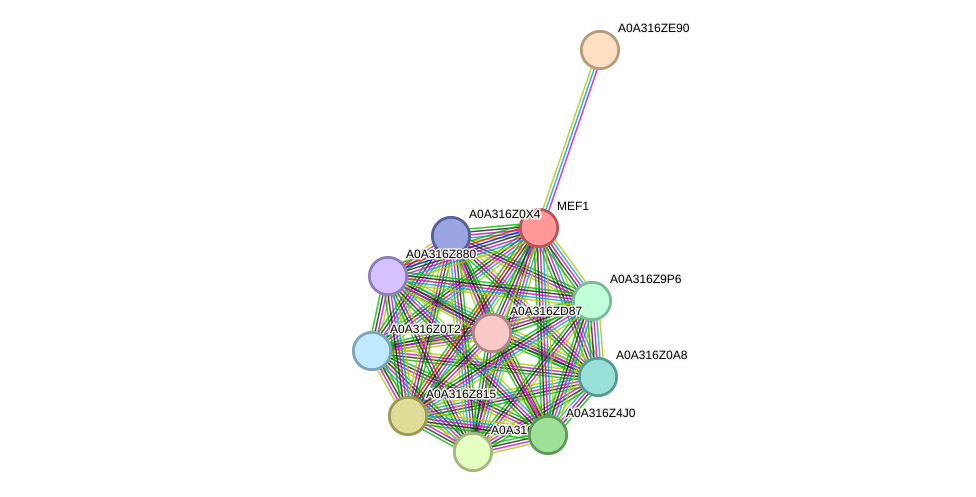 STRING protein interaction network