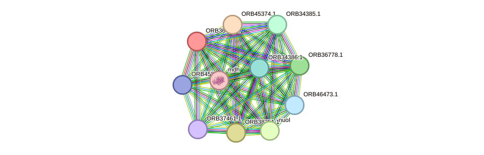 STRING protein interaction network