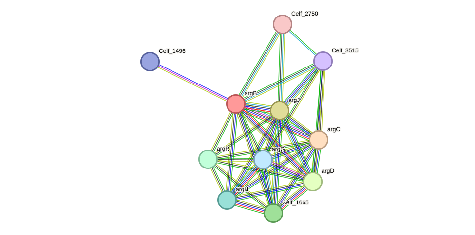 STRING protein interaction network