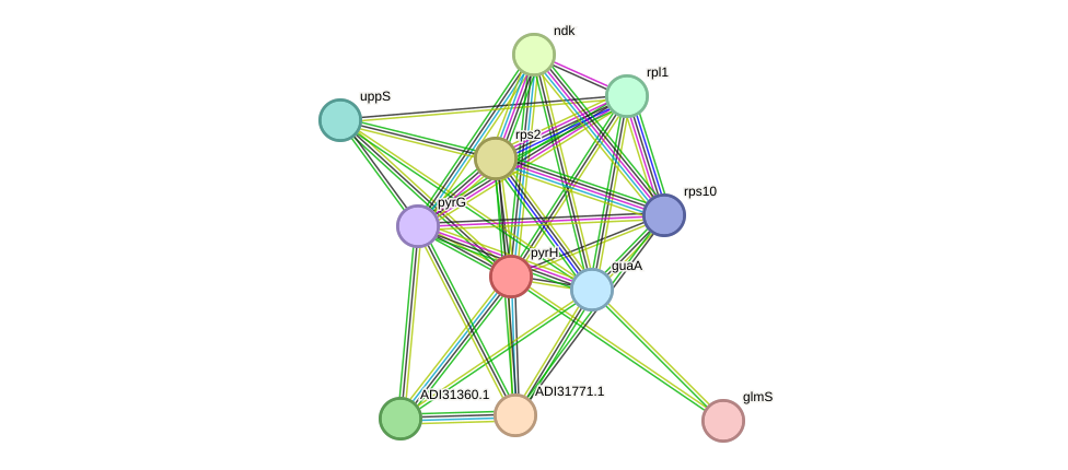 STRING protein interaction network