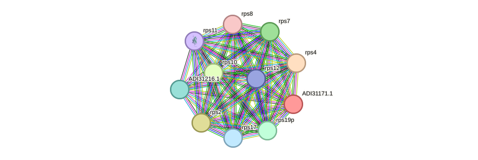 STRING protein interaction network