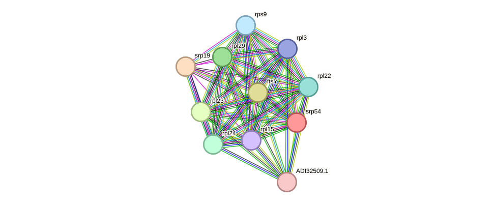 STRING protein interaction network
