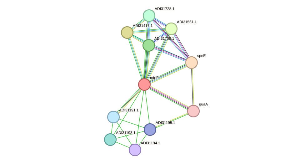 STRING protein interaction network