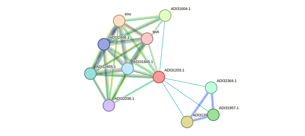 STRING protein interaction network