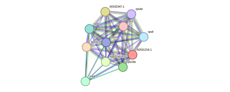 STRING protein interaction network