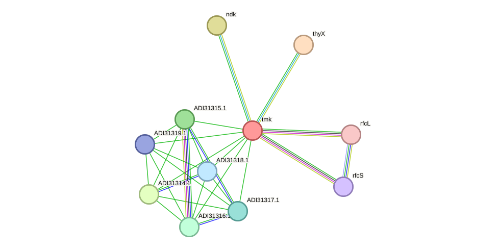 STRING protein interaction network