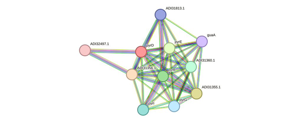 STRING protein interaction network