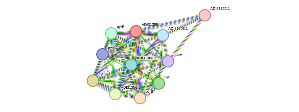 STRING protein interaction network