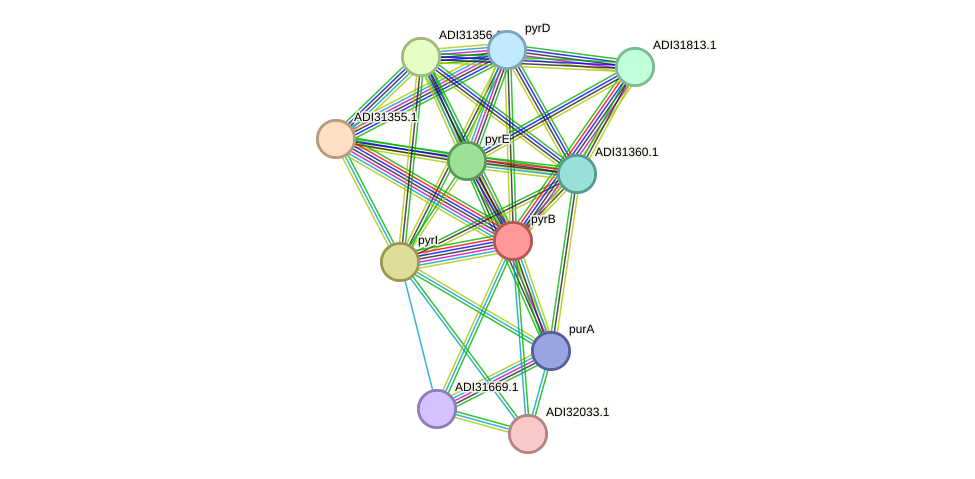 STRING protein interaction network