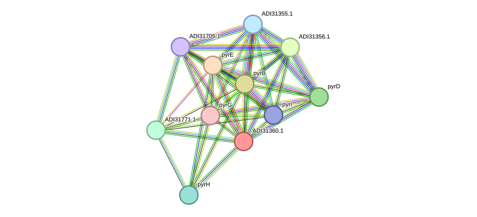 STRING protein interaction network