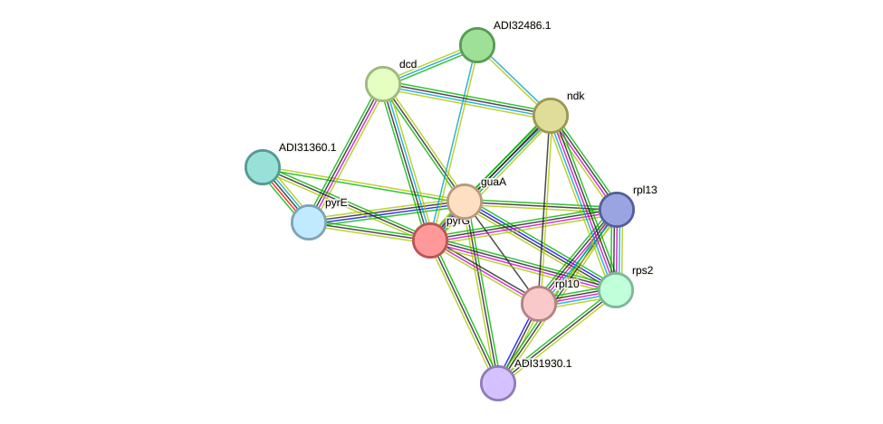 STRING protein interaction network