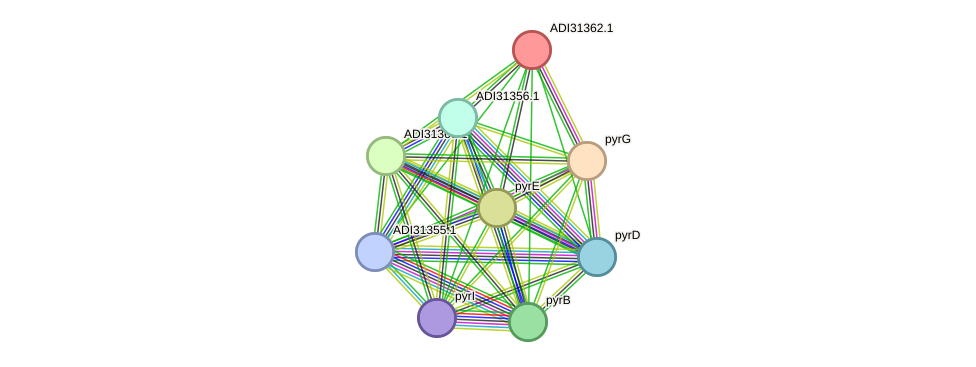 STRING protein interaction network