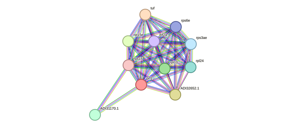 STRING protein interaction network