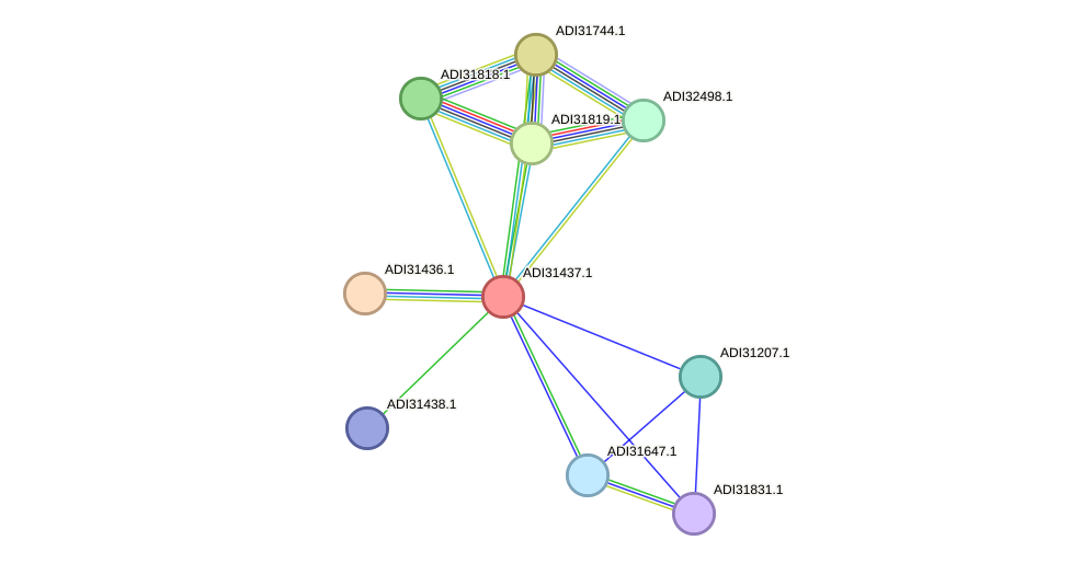 STRING protein interaction network