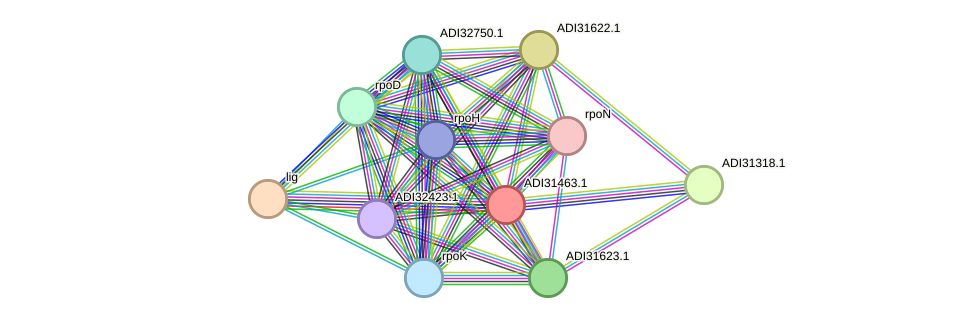 STRING protein interaction network