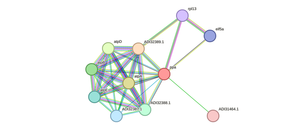 STRING protein interaction network