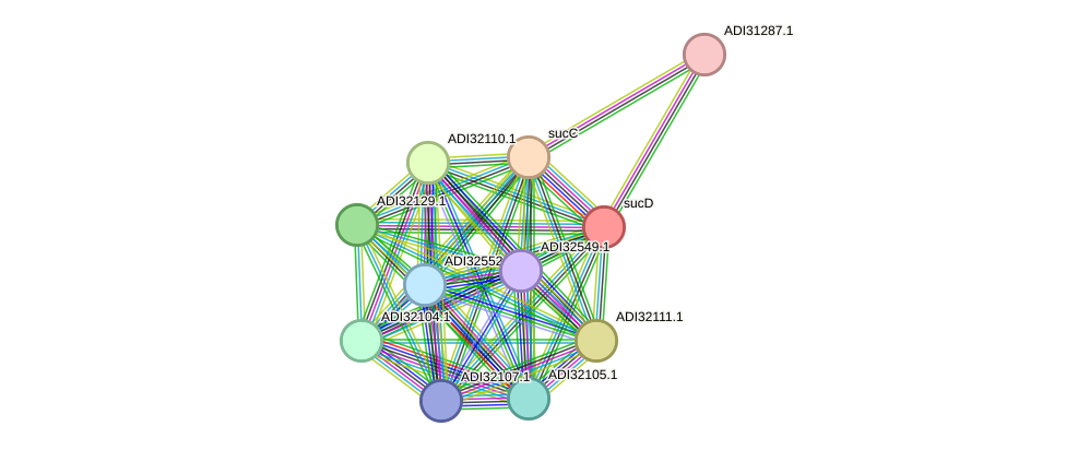 STRING protein interaction network